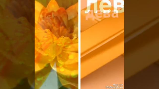 Милые собаки!