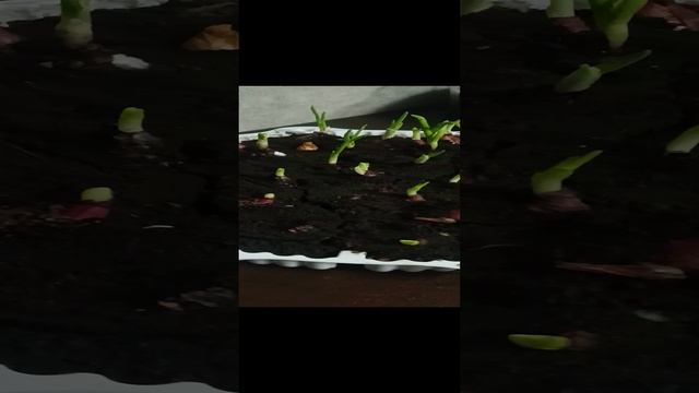 Три дня прошло как посадила