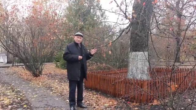Прогулка по парку с Александром Ермаковым. История одного экспоната. Клен.  3.11.2020