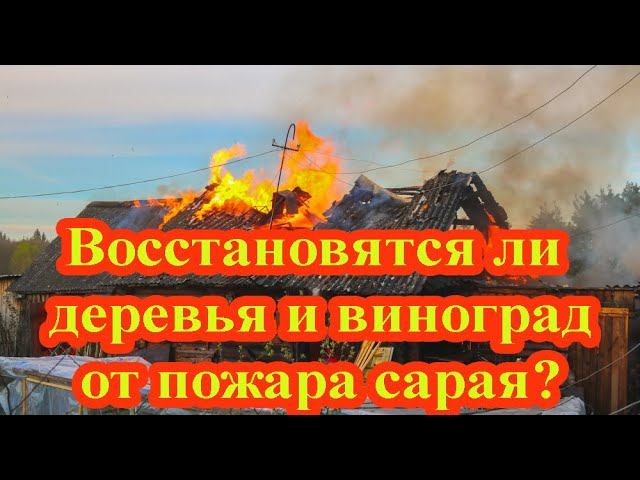 Как думаете, восстановятся после пожара сарая деревья и виноград?