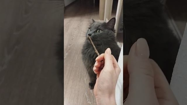 Ассоль и палочка для чистки зубов #shorts