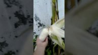 grow your own corn at home