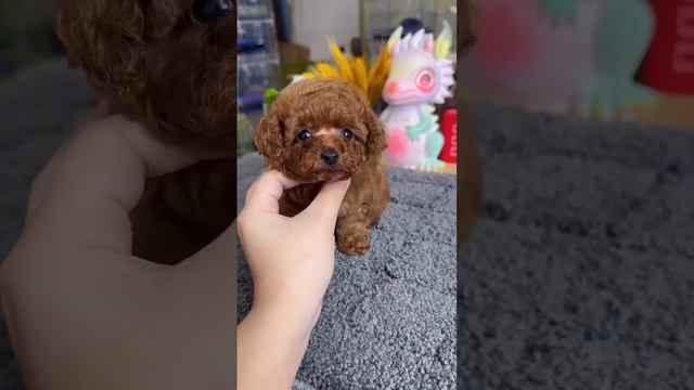 Тикап Тедди Пудель Китай