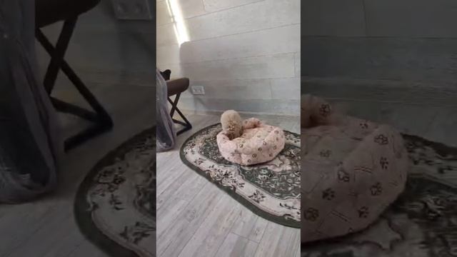 Щенок мальтипу, передал привет.