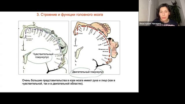 нервная система 2 часть