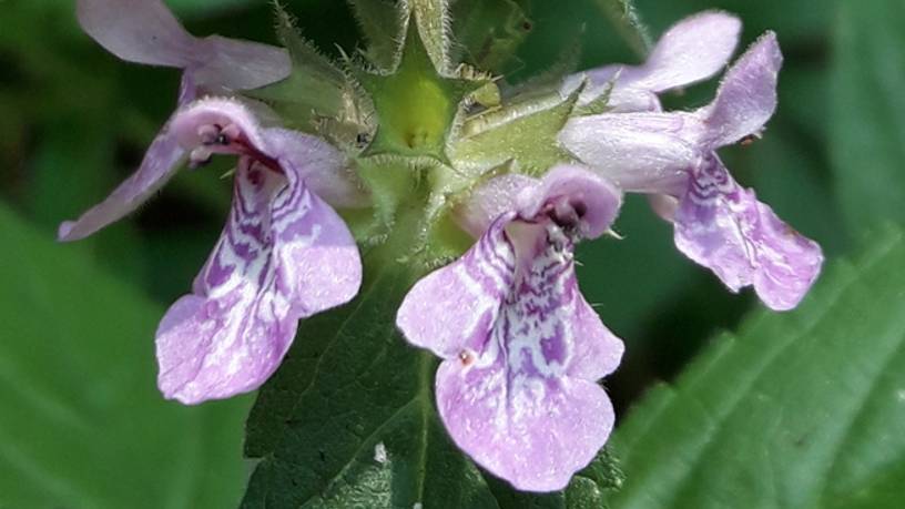 199. Чистец болотный - Stachys palustris