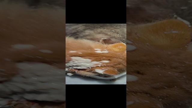 Голодное усатое братство наконец-то получает долгожданную кашу с курицей! #trending #cat #кот #коты