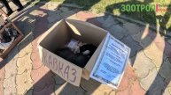 Ярмарка голубей и декоративной птицы. Овидиополь дворец спорта. Голуби. Нутрии. Кролики. #зоотроп