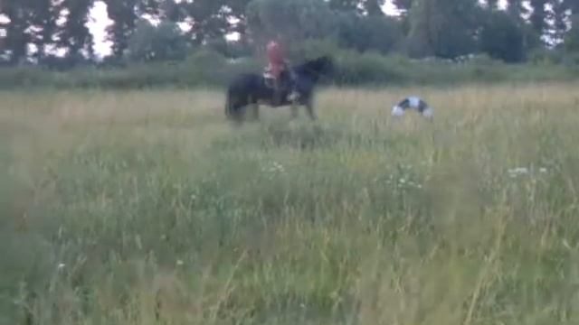 шаг-рысь на право.AVI