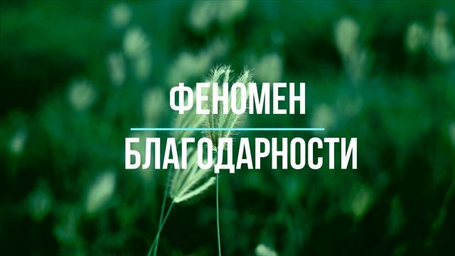 ФЕНОМЕН БЛАГОДАРНОСТИ #психология #осознанность #духовность