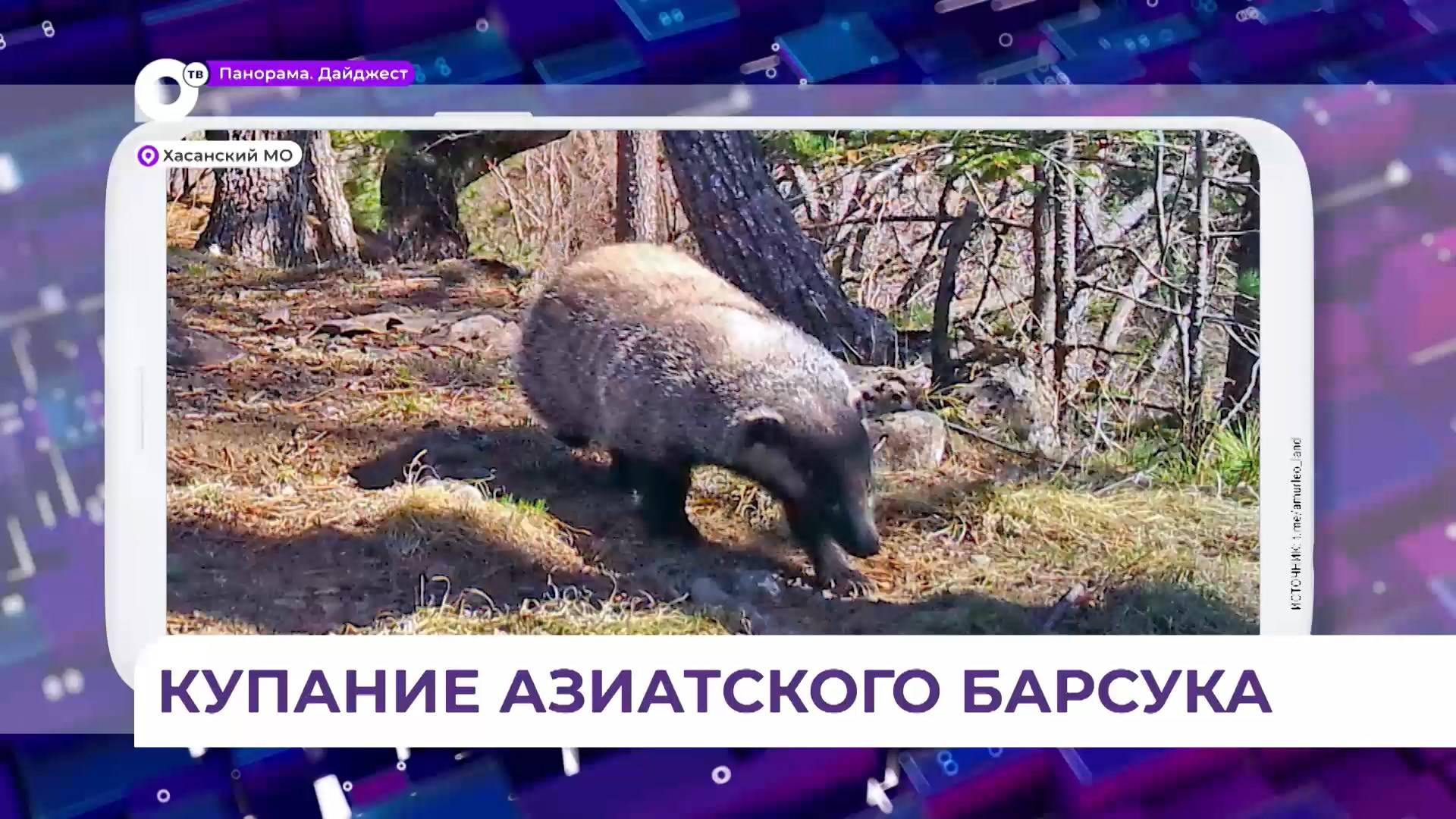 В национальном парке «Земля леопарда» сняли уникальное видео с азиатским барсуком