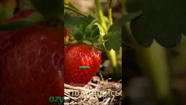 Лучше ТАКОГО компоста НЕ БЫВАЕТ
