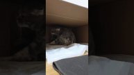 СРОЧНОЕ ВКЛЮЧЕНИЕ! РОДЫ У КОШЕЧКИ МАГДЫ. ЗАРОЖДЕНИЕ НОВОЙ ЖИЗНИ.