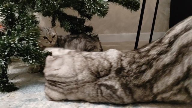Семья кот Кокос, кошка Дарси и котенок
