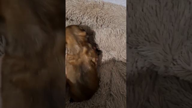 Шитцу малышка доступна для бронирования