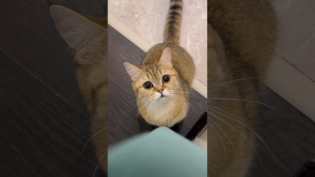 Что за Лев этот Тигр? #кошки #животные #левтигр