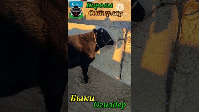 14-12-2024 СКОТНЫЙ РЫНОК.