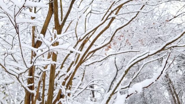 SnowDay_SnowCoveredTrees.mp4