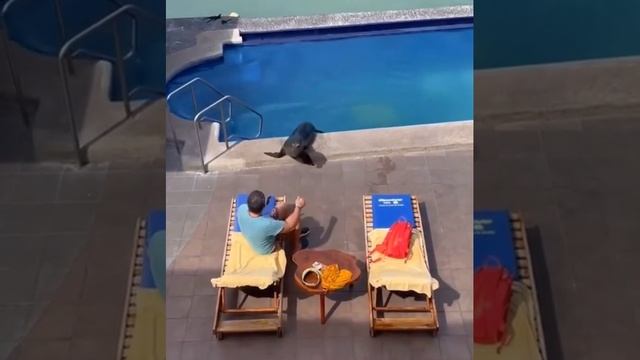 Животным тоже иногда нужен отпуск