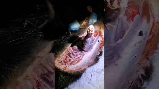 Слабо разделать кабана своим ножом?!