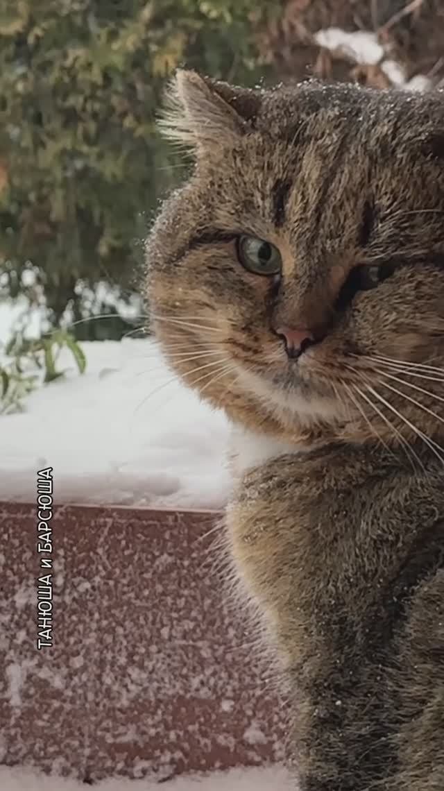 Милые котики. Метель и лесной кот Барсик.