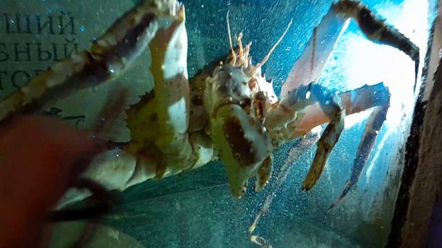 "мини" краб