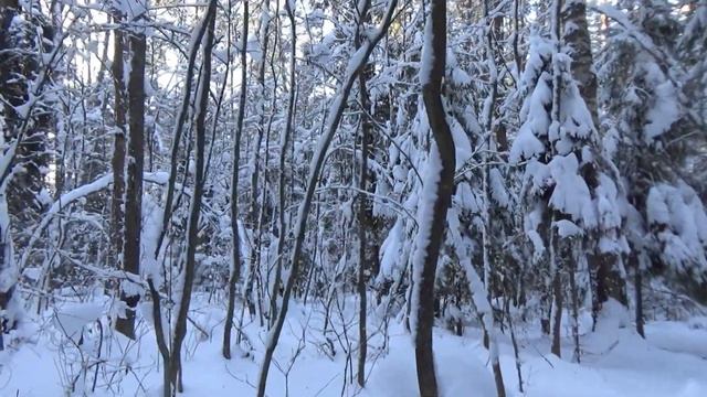 Мороз и солнце, день чудесный!!! Лес и волки. Следы животных. Полоцк. Беларусь.
