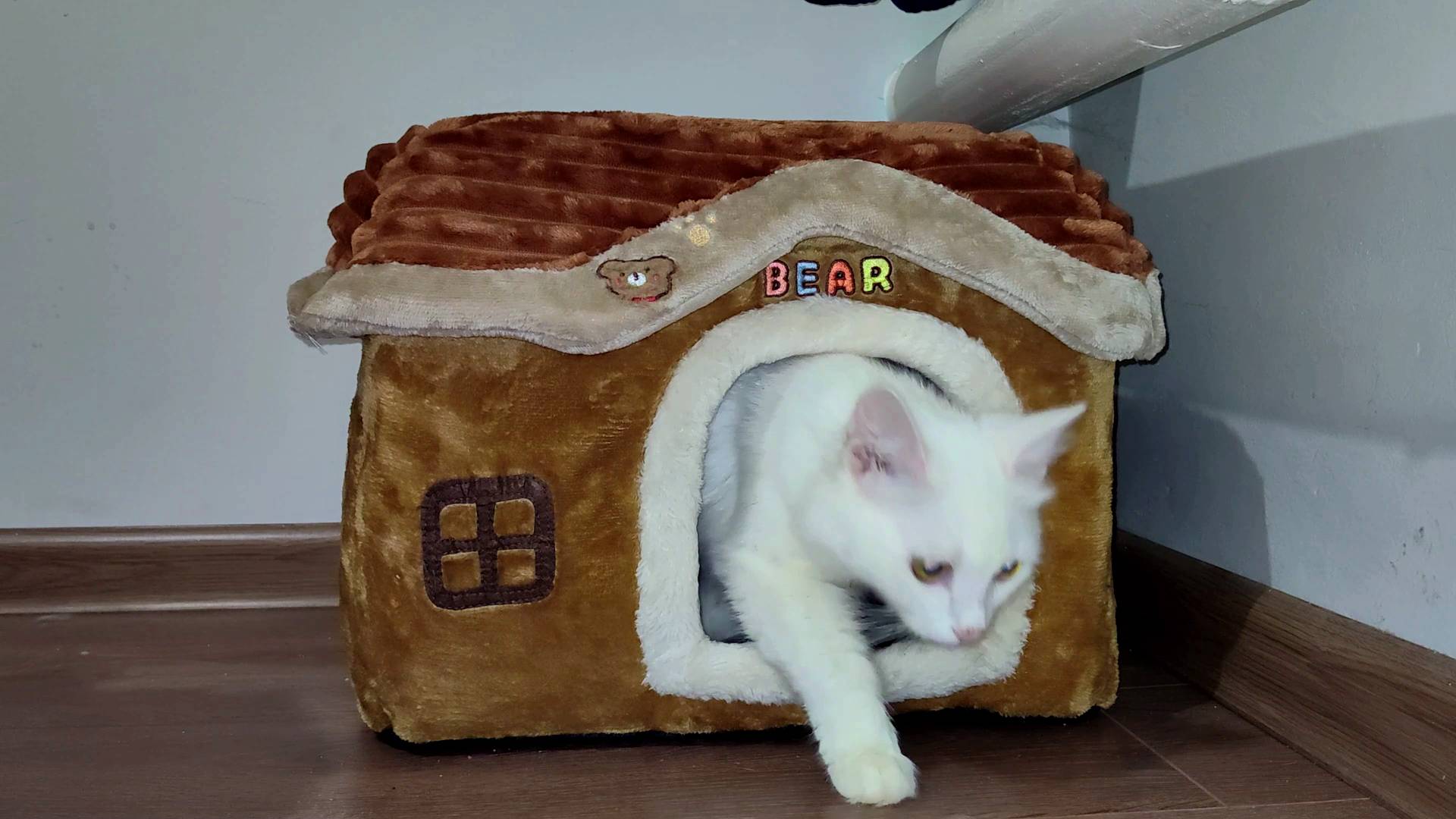 Мать-кошка вернулась домой. Котята были счастливы.