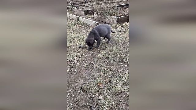 Лили- её семья где- то заблудилась! Мы очень ждем вас❗❗❗🤗👨👩👧👦🏡