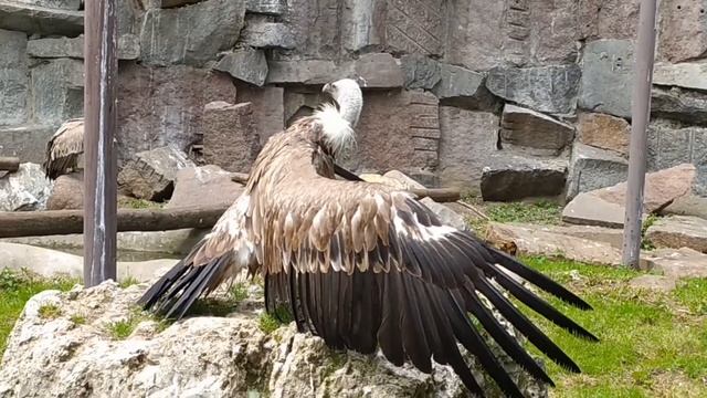 Красавец сип расправил крылья