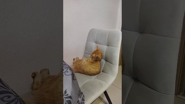 Мало ли, что там вокруг. Поспать то надо#котики #рыжик
