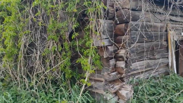 Когда шел двое суток по лесу и наконец нашел ночлег...