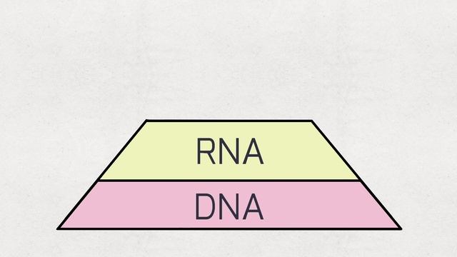 The Chromosomal Theory of Inheritance S1E4