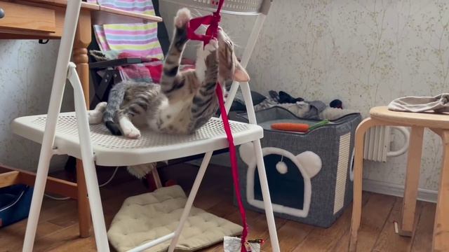 Квасилий играется
#всемкота #хвостатыесоседи #ищемдом