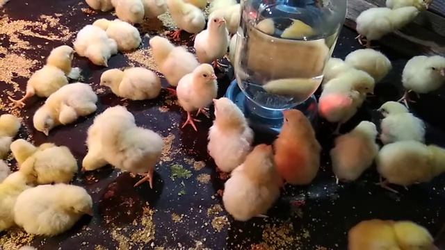 Добові курчата бройлерів