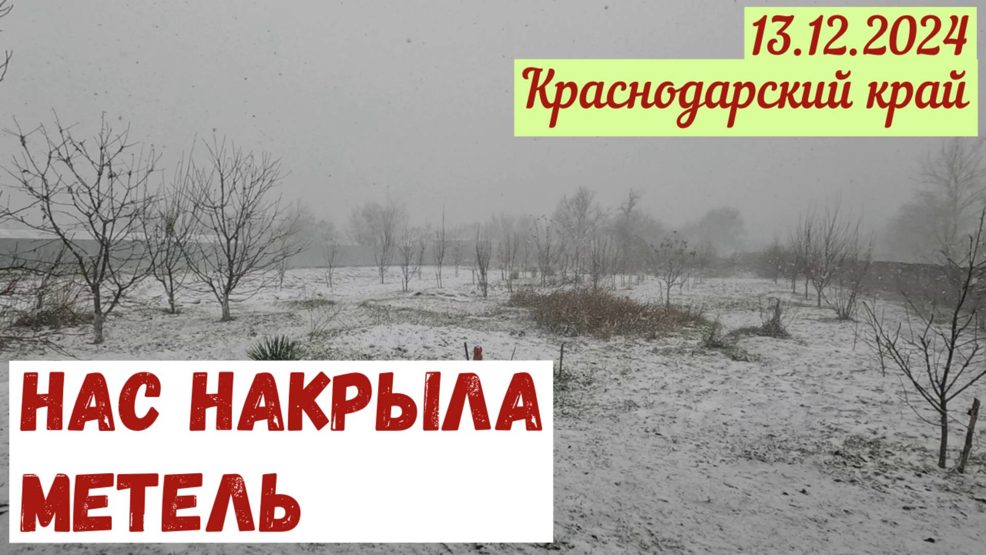 Краснодарский край. 13.12.2024. Нас накрыла метель. Обработали урожай декабря. Вкусный ужин.