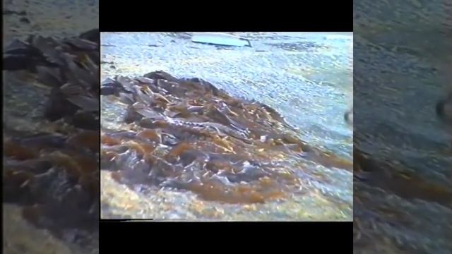 Владивосток Саня Грачев.1999г mp4