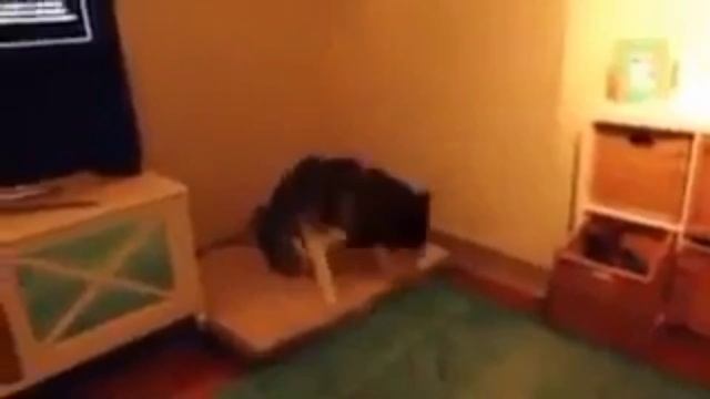 собака жёстко чихает