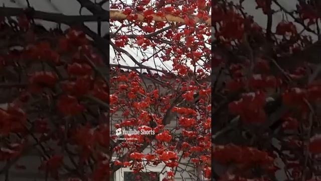 Зимняя рябина.mp4