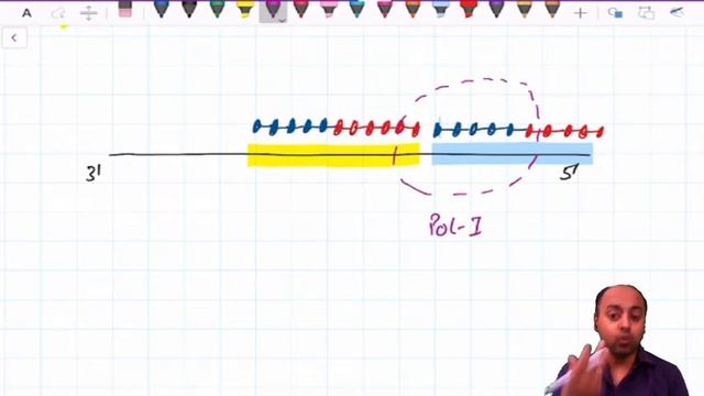 DNA Synthesis: Replication