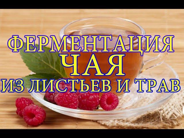 Ферментация чая из трав и листьев плодовых. Fermentation of tea from herbs and leaves of fruit trees