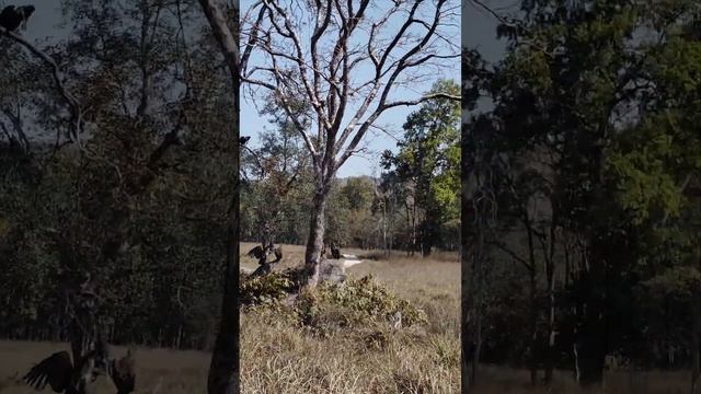 white rumped vulture  22feb.2024#beautiful #naturelovers #shotviralvideo #videoshort #ktr #follow