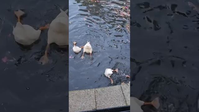 1000012901.mp4