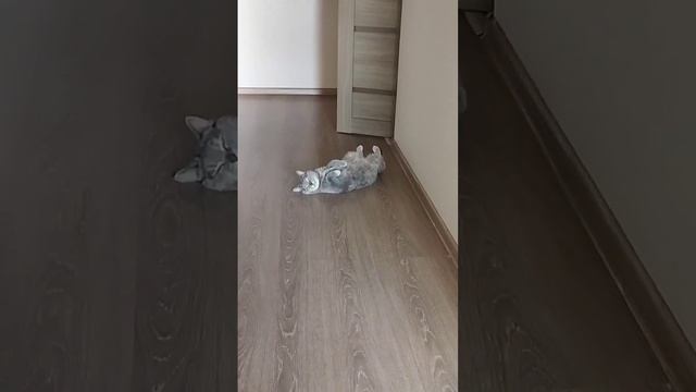 Сон застал врасплох#котики #cat