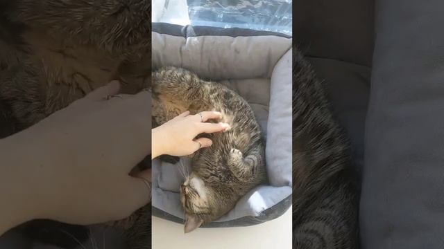 #котики #милота #белыепушистые