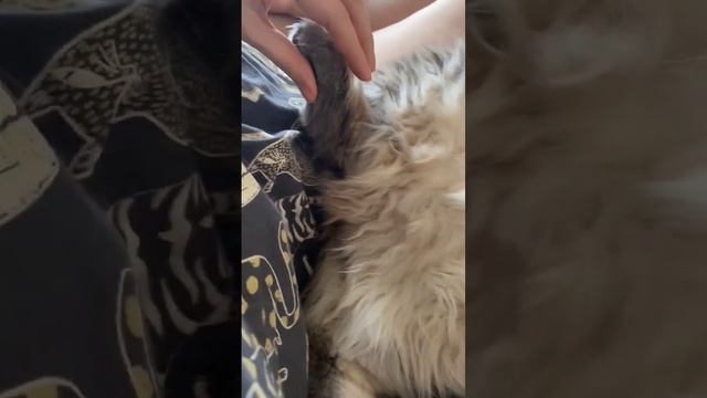 Новый персонаж разблокирован  Гендальф #котики #милота #гендальф