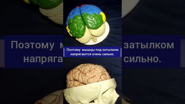 Сила мозга - в шее. Какое положение шеи правильное? #шея #шейныйостеохондроз