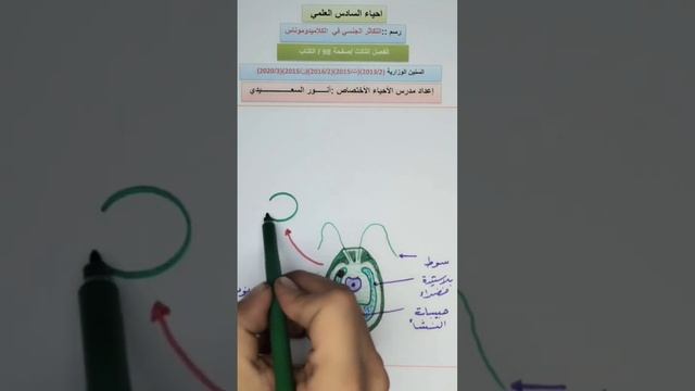 رسم التكاثر الجنسي في الكلاميدوموناس #احيائي #سادس_علمي