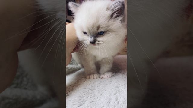 Гиперласковая ШОУ девочка Xantiya 🥰
https://vk.com/okcats_40
Inst: @okcats_40