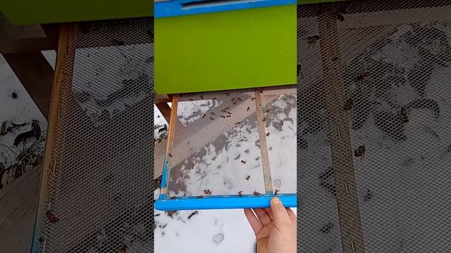 зимовка в сэндвич ульях.